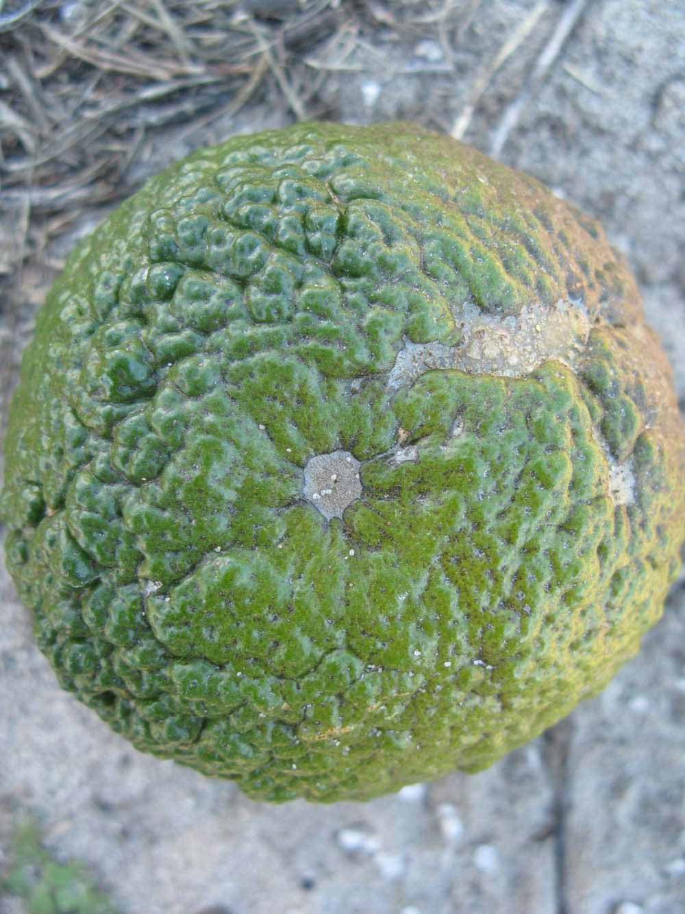              Immature fruit (Winter Haven, FL)       